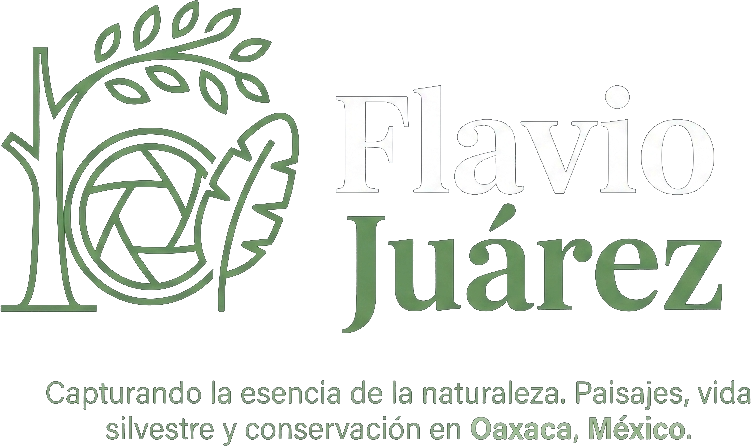 Fotos Flavio Juárez
